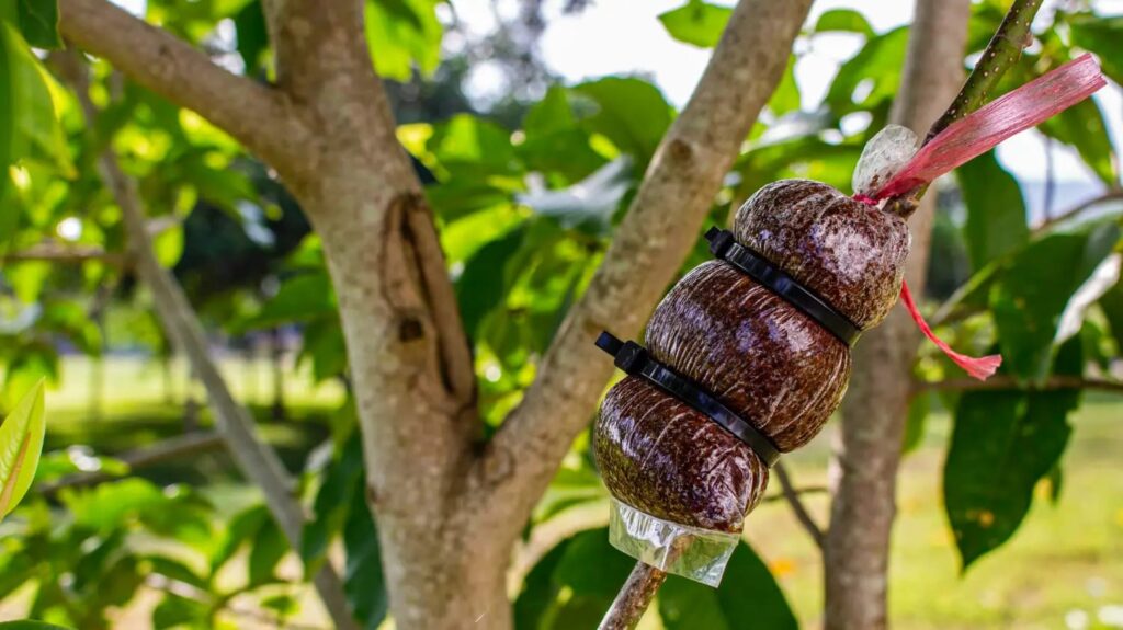 Clone Your Favorite Fruit Trees: The Ultimate Air Layering Guide whatsapp image 2026 02 26 at 10.22.40 pm